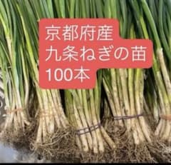 京都府産 九条ねぎの苗 無農薬 100本 - メルカリ