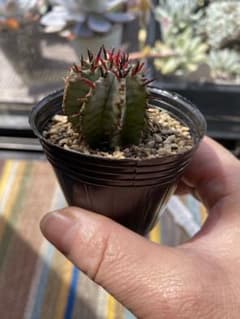 ホリダ　白衣ホリダ　ユーフォルビア　多肉植物のサムネイル