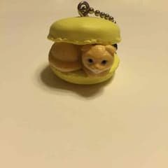ねこcafe マンチカロンのサムネイル