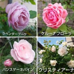 (ᵔᴥᵔ)♡ツルバラ♡挿し穂　かわいいお庭♡挿し穂用カット枝 バラ／バラ挿し穂／枝ですツルバラ／4品種×各2本 - メルカリ