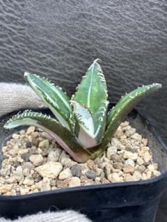 あ*す様 アガベ チタノタ SAD 南アフリカダイヤモンド錦白中斑 TC 極上美 アガベ チタノタ SAD 南アフリカダイヤモンド錦白中斑 TC 極上美