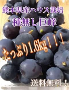 熊本県産 種無し巨峰 1.6kg 送料無料！のサムネイル