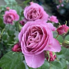 くすみピンク 和バラ苗 人気 切花品種 - メルカリ