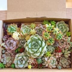 ゆうゆうメルカリ便 多肉植物 カット苗とセダム寄せ植えセット - メルカリ