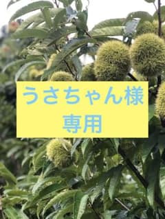 貯蔵栗 2L 茨城県産 1.2kg(箱分含む)のサムネイル