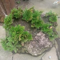 岩付盆栽 苔玉風 観葉植物のサムネイル