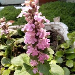 アジュガ ピンク 紫 抜き苗各3株合計6株 ネコポス匿名発送 - メルカリ