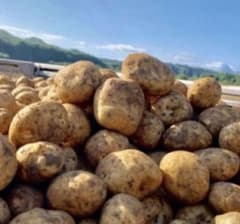 ●北海道今金産男爵●新鮮ほれたて●新ジャガイモ●送料無料5.0キロのサムネイル