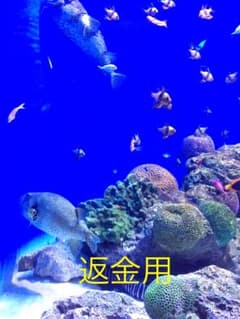 ミッチー様専用です。のサムネイル
