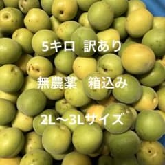 青梅　5キロ　無農薬箱込み　訳あり　2L～3L 本日1点限りのサムネイル