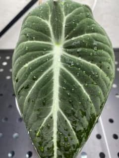 アロカシア　ブラックベルベット　観葉植物のサムネイル