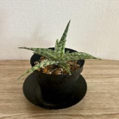 アロエ　スーパースノーホワイトのサムネイル