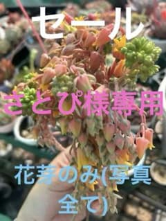 さとぴ様 リクエスト 2点 まとめ商品のサムネイル