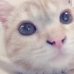 杏仁豆腐さん専用のサムネイル