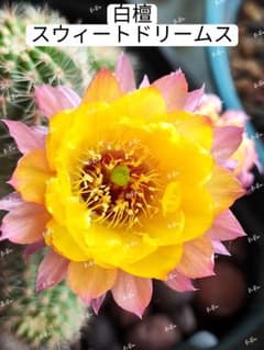 33-スウィートドリームス2点 白檀 花サボテン 複色咲き 超希少 カキコ
