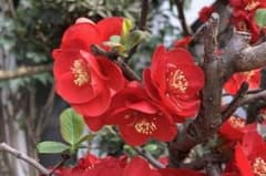 ボケの苗（1苗)＋カツオ菜・スイセンノウ種オマケ付きのサムネイル