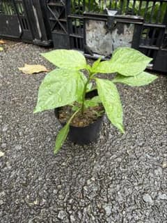 八丈島唐辛子 苗 5本のサムネイル