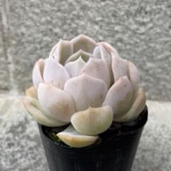 多肉植物　ブルーサプライズのサムネイル