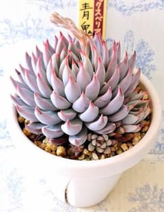 青鬼　札付きポットごとメルカリ便おらいさん苗ミックスベリア2号鉢 3号鉢 青鬼 札付きポットごとメルカリ便おらいさん苗ミックスベリア