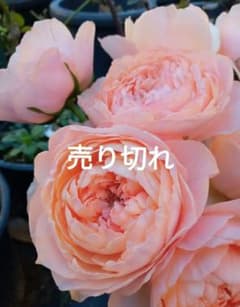 バラ苗(入手困難切り花種) 激レア種 和バラ - メルカリ