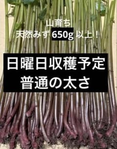 山育ち赤ミズ 普通　650g 【日曜日収穫】のサムネイル