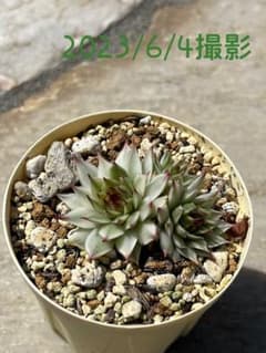 センペルビウム　メッテニー錦　多肉植物のサムネイル