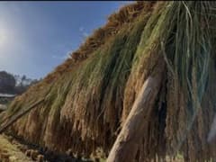 自然栽培 湧水で育てた手植え はせがけ天日干し 明治時代のお米 玄米