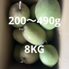 摘果マンゴー　200〜490g 8KGのサムネイル