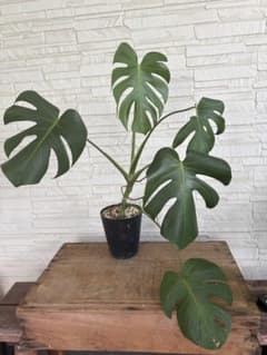 モンステラ 観葉植物 縦約70cmのサムネイル