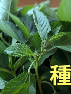モロヘイヤの種のサムネイル