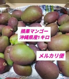 摘果マンゴー 沖縄県産 1キロ （13g〜89g）宅急便コンパクト - メルカリ