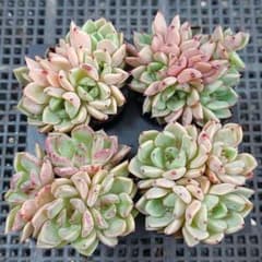 夏Sale】沙羅姫牡丹の多頭株4苗③☆抜き苗☆エケベリア☆多肉植物