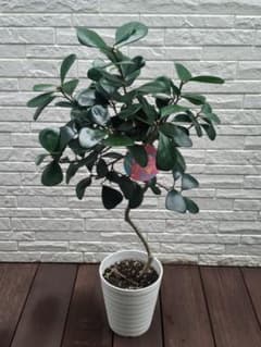 ​フィカス トライアンギュラリス 美樹形 曲がり 5寸 白鉢ごと発送 観葉植物のサムネイル