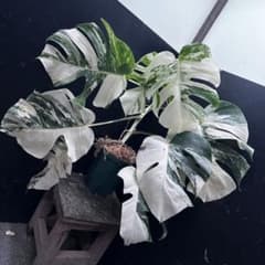 斑入りモンステラ ホワイトタイガー極美大株71cm白斑多 - メルカリ