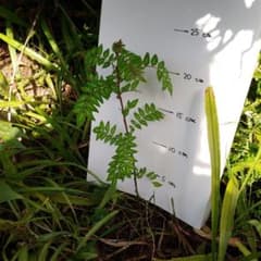 山椒の苗　少し大きめ２本のサムネイル