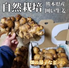 生姜 1,6kg 囲い生姜 農薬肥料栽培期間中不使用 熊本県産 自然栽培
