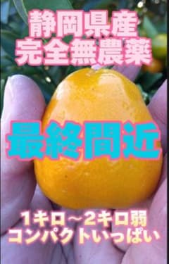 ジャンボ金柑　コンパクトサイズのサムネイル