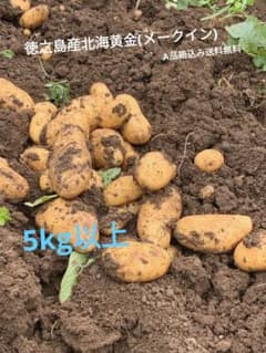 新鮮　新じゃがいも北海黄金(メークイン)　徳之島産　5kg以上のサムネイル