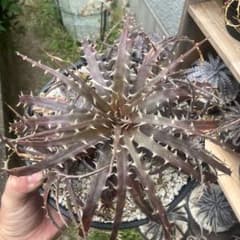 ディッキア dyckia samed rtp アンダマン 親株 子株多数 - メルカリ