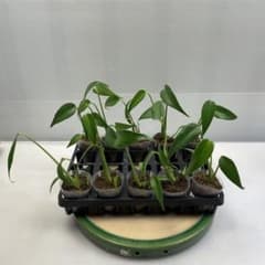 お*ぶ様 MS144 10株セット　モンステラ バールマルクスフレーム デリシオ お*ぶ様 MS144 10株セット モンステラ バールマルクスフレーム