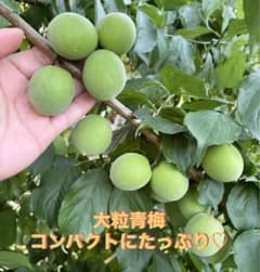 青梅 大粒 コンパクトにたっぷり！！1.2kg前後のサムネイル