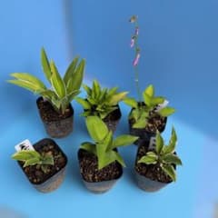 小型ギボウシ6種のサムネイル