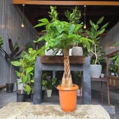 ①　パキラ　編み　8号特大苗木最高等級 ① パキラ 編み8号特大苗木最高等級 - メルカリ