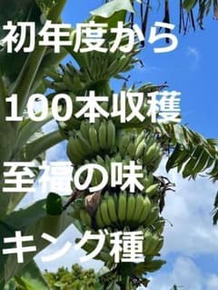 巨大苗205cm関東露地実績、植木鉢OK◆糖度モンスター◆ドワーフ・キングナムワ 準親株！255cm巨大苗◇スーパードワーフ・キングナムワ◇関東露地&鉢植