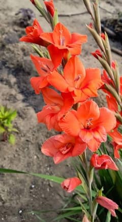 グラジオラス 球根 赤色 10球　花の球根　赤い花　赤いグラジオラスのサムネイル