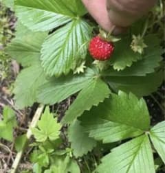ワイルドストロベリー　ポット苗　野苺　野イチゴの苗　ペットのおやつにも