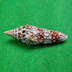 インドハデミナシ97ミリ 貝殻 キズあり ［ 置物にはOK」のサムネイル