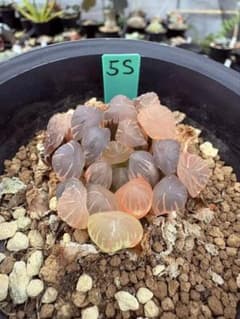5S 多肉植物 ハオルチア OB-1錦 自家繁殖 鉢植え発送 - メルカリ