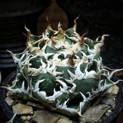 z34 多肉植物 アガベ チタノタ 海王 強棘 極上子株 - メルカリ