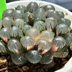 ドドソンオブツーサ錦 親株 超美株 ハオルチア 観葉植物 50 - メルカリ